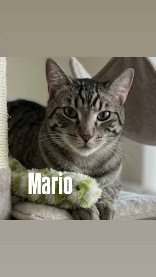 Mario