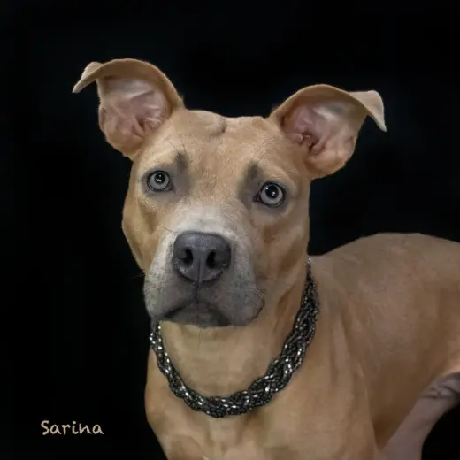 Sarina
