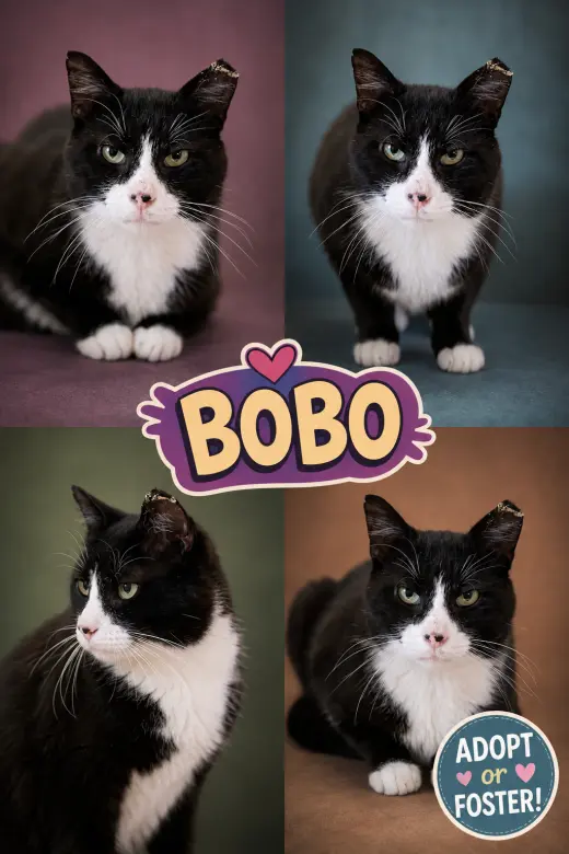 Bobo (FCID# 08/10/2026 - 31 Trainer)