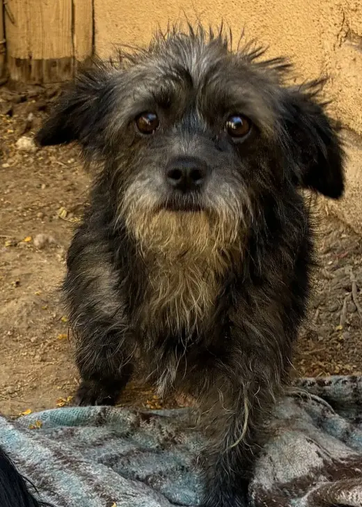 Sassy-ADOPTED 9/10/26