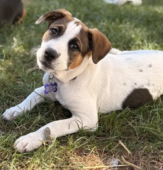 Opie