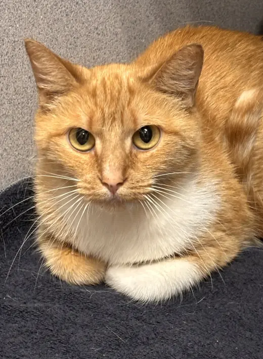 Cheddar II
