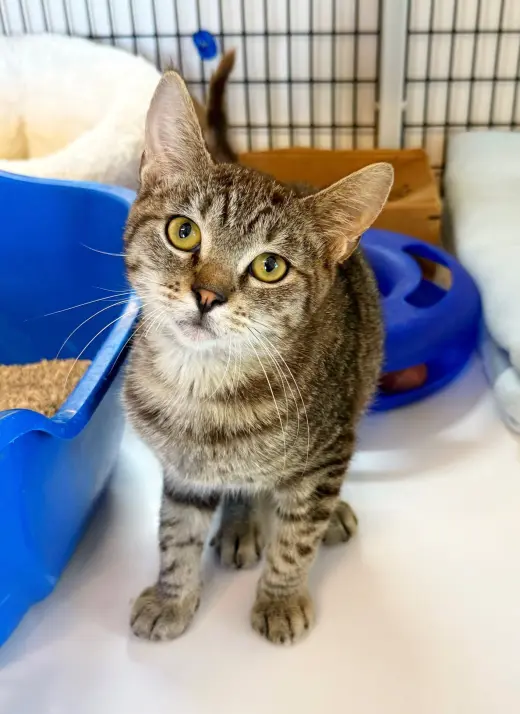 Kitten Pepito