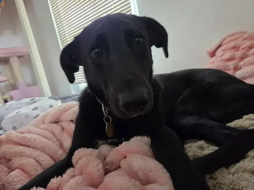 Onyx