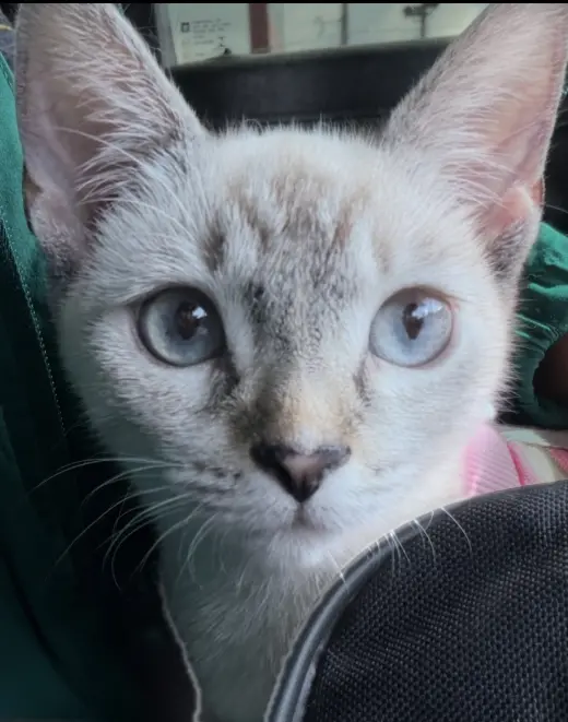 Alice