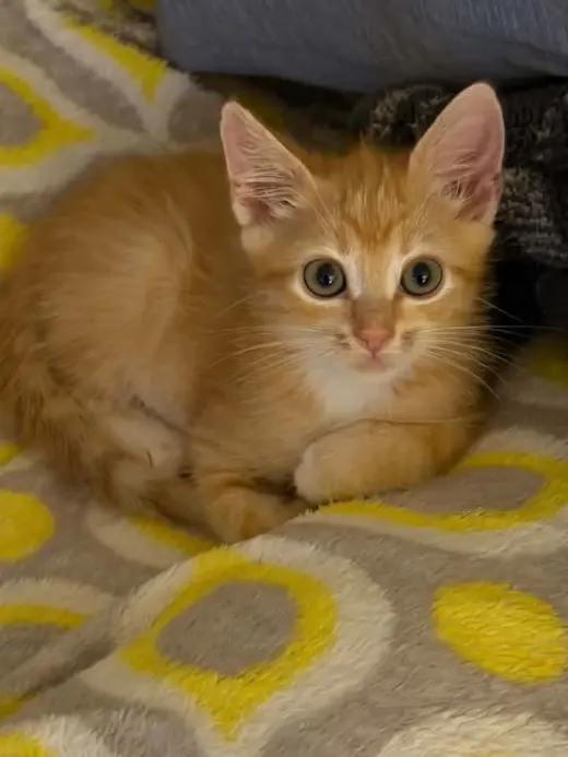 Neal-not at the shelter (Jen)