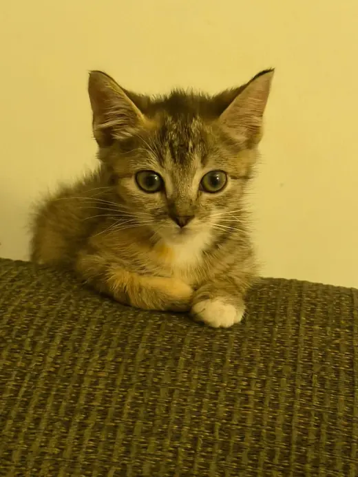 Cruz-not at the shelter (Jen)