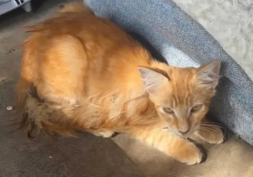 Simba4