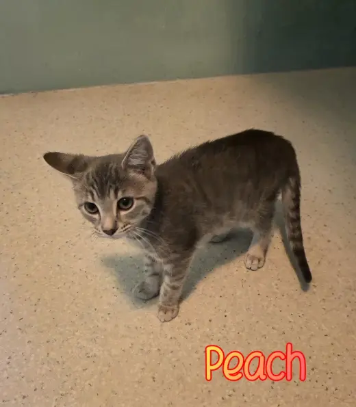 Peach