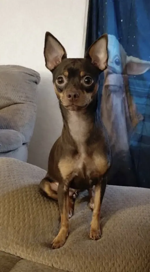 Maizee