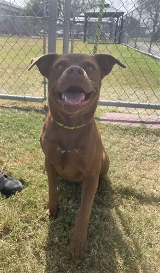 HAZEL