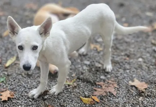Bekka Bramlett - In Foster Home, Call to meet!