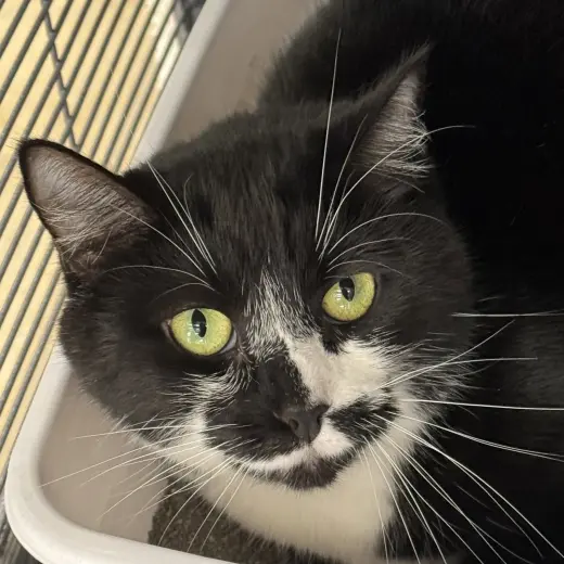 Oreo