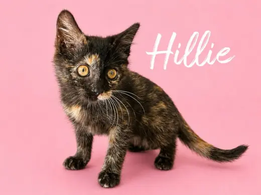 Hillie (Courtesy Post)