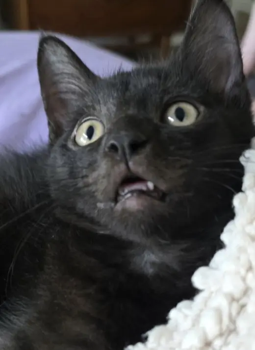 Ivan