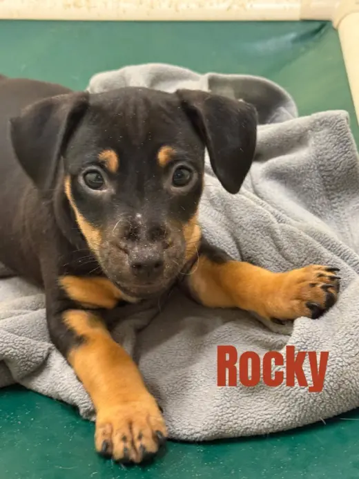 Rocky- in a foster home
