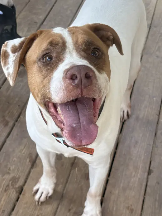 261181  Webby