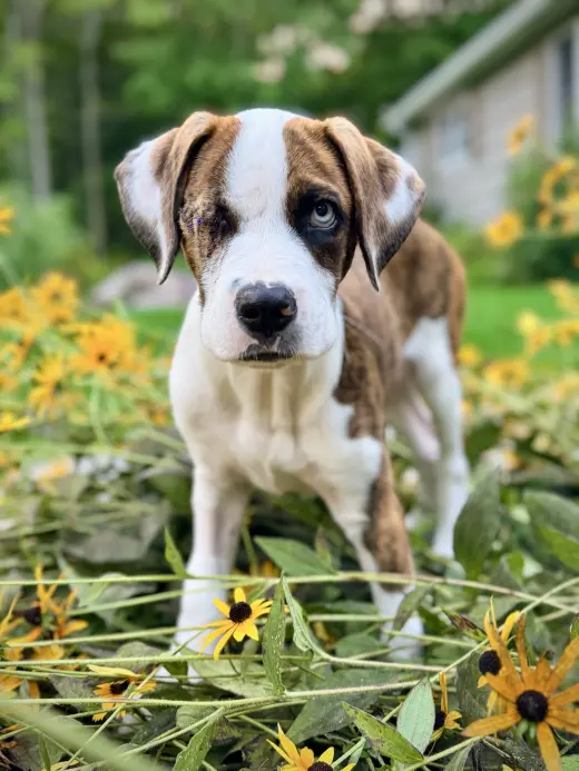Bear Litter - Fozzie