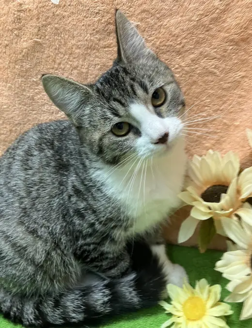 Orwen (bonded to Gurgi)
