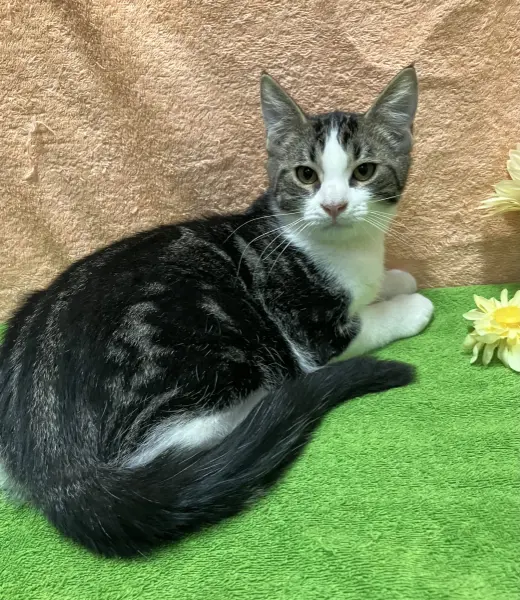 Gurgi (bonded to Orwen)