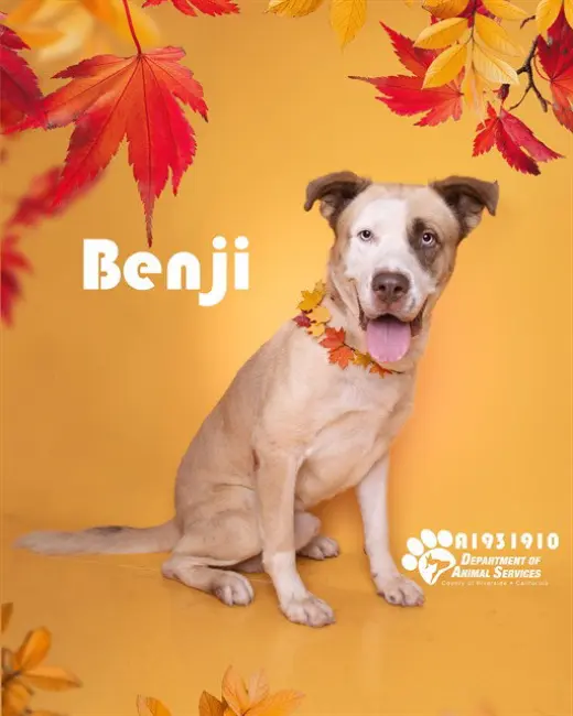 BENJI