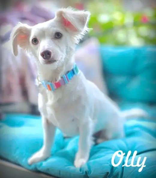 Olly