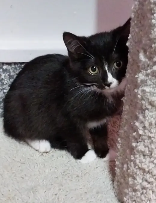 Meko * IN FOSTER *