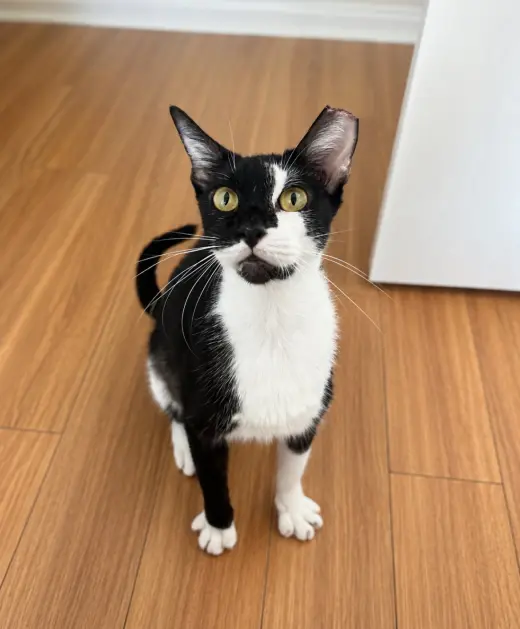 Oreo