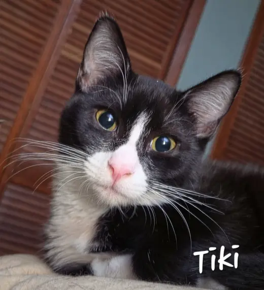 Tiki