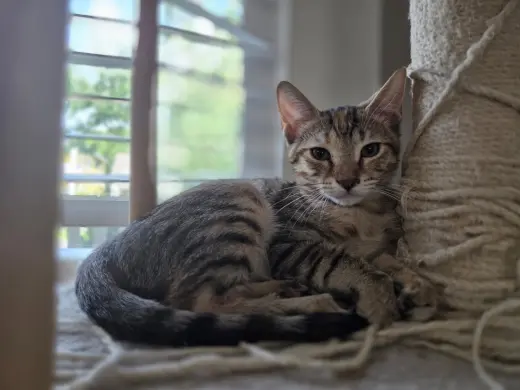 Tazzy =^.^=