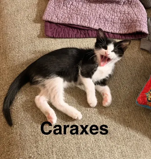 Caraxes "Axe