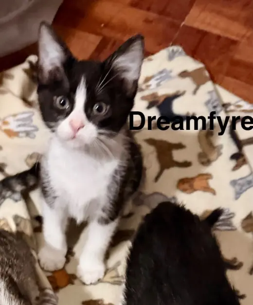 Dream Fyre