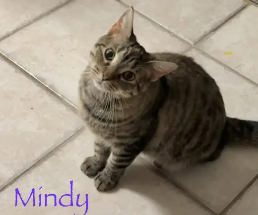 Mindy