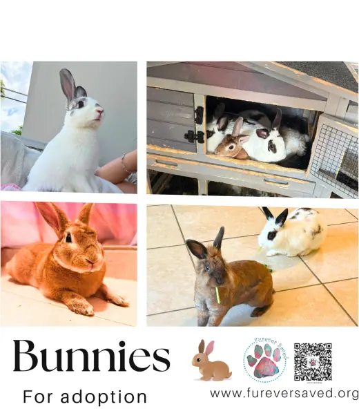 Bunnies for adoption