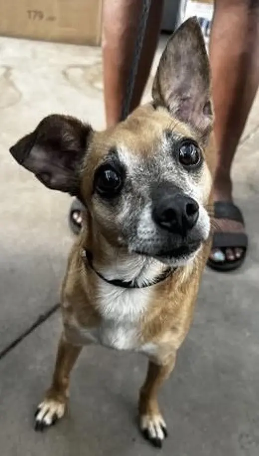 Romeo Jack ~FOSTER or FOSTER TO ADOPT NEEDED~
