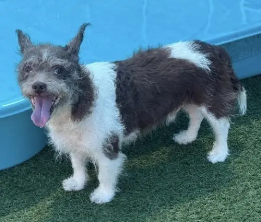 Russell ~FOSTER or FOSTER TO ADOPT NEEDED~