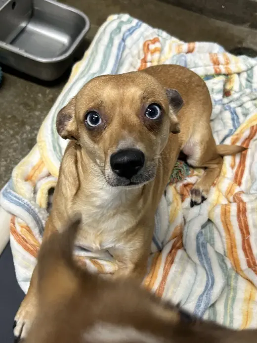 Piper