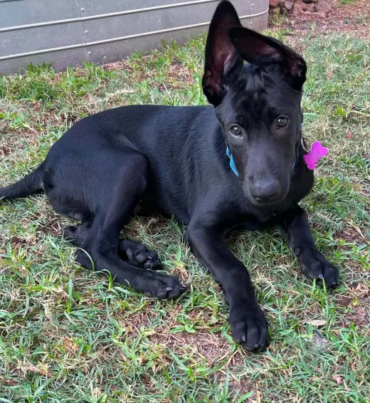 Texas Legends Litter- Stevie Ray - Located in TX