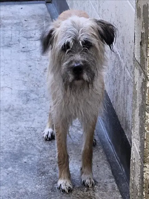 BROWNIE