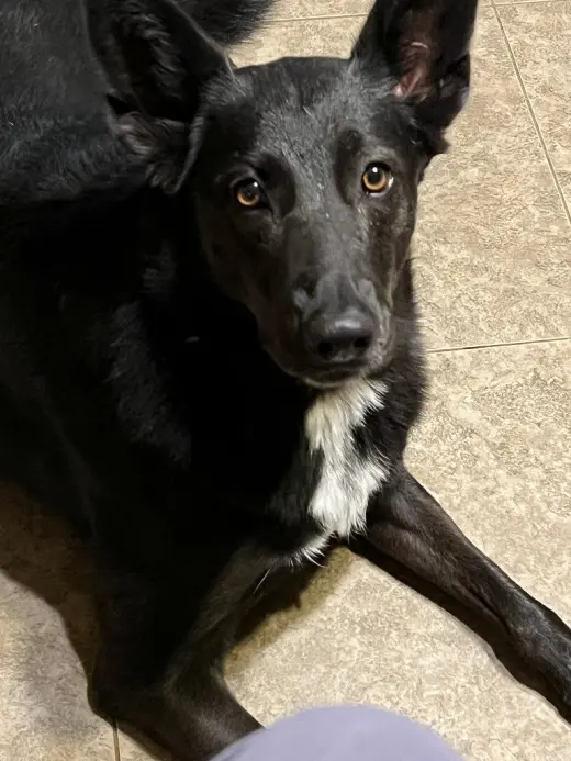 Rosie