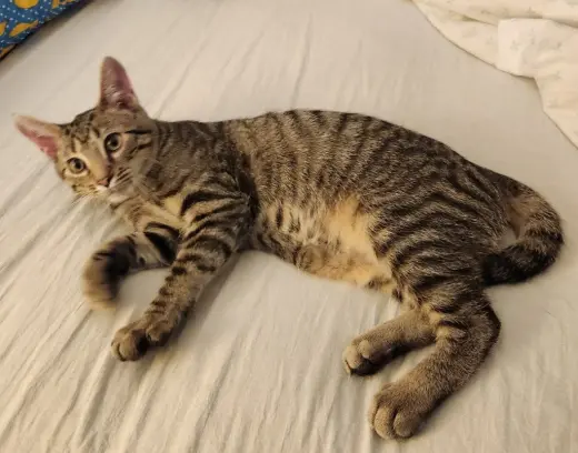 Ziggy Stardust *IN FOSTER