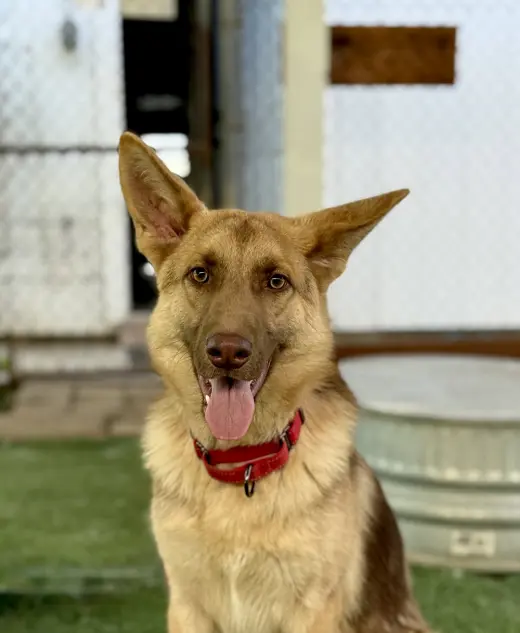Rolo