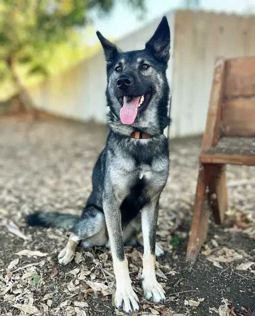 Dylan