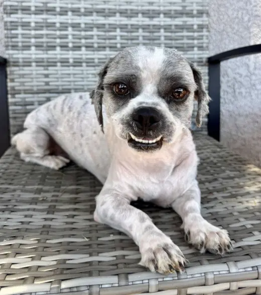 Gizmo