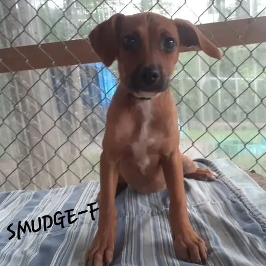 Smudge (3mo, 20lbs)