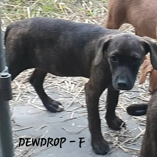 Dewdrop (3mo, 20lbs)