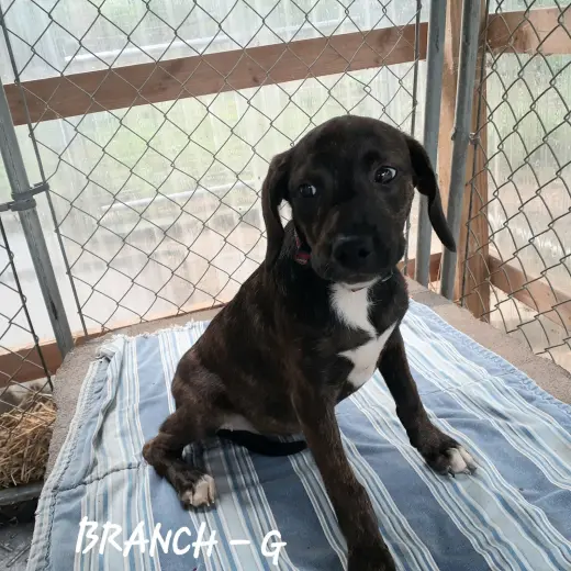 Branch (3mo, 20lbs)