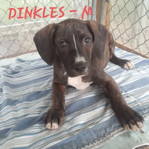 Dinkles (3mo, 23lbs)