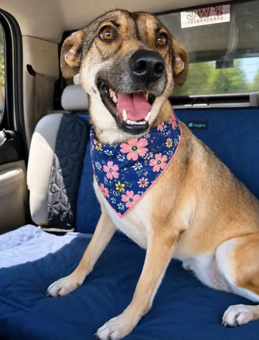 Rosie