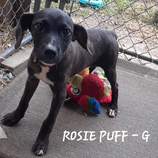 Rosie Puff (3mo, 22lbs)